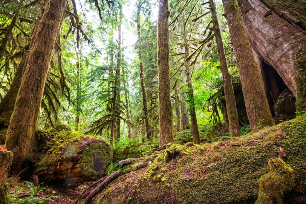 Green forest